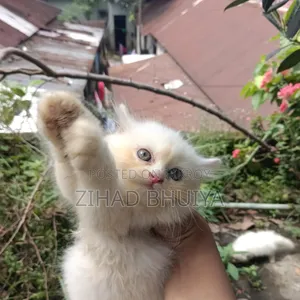 1-3 Months Male Purebred Persian Cat