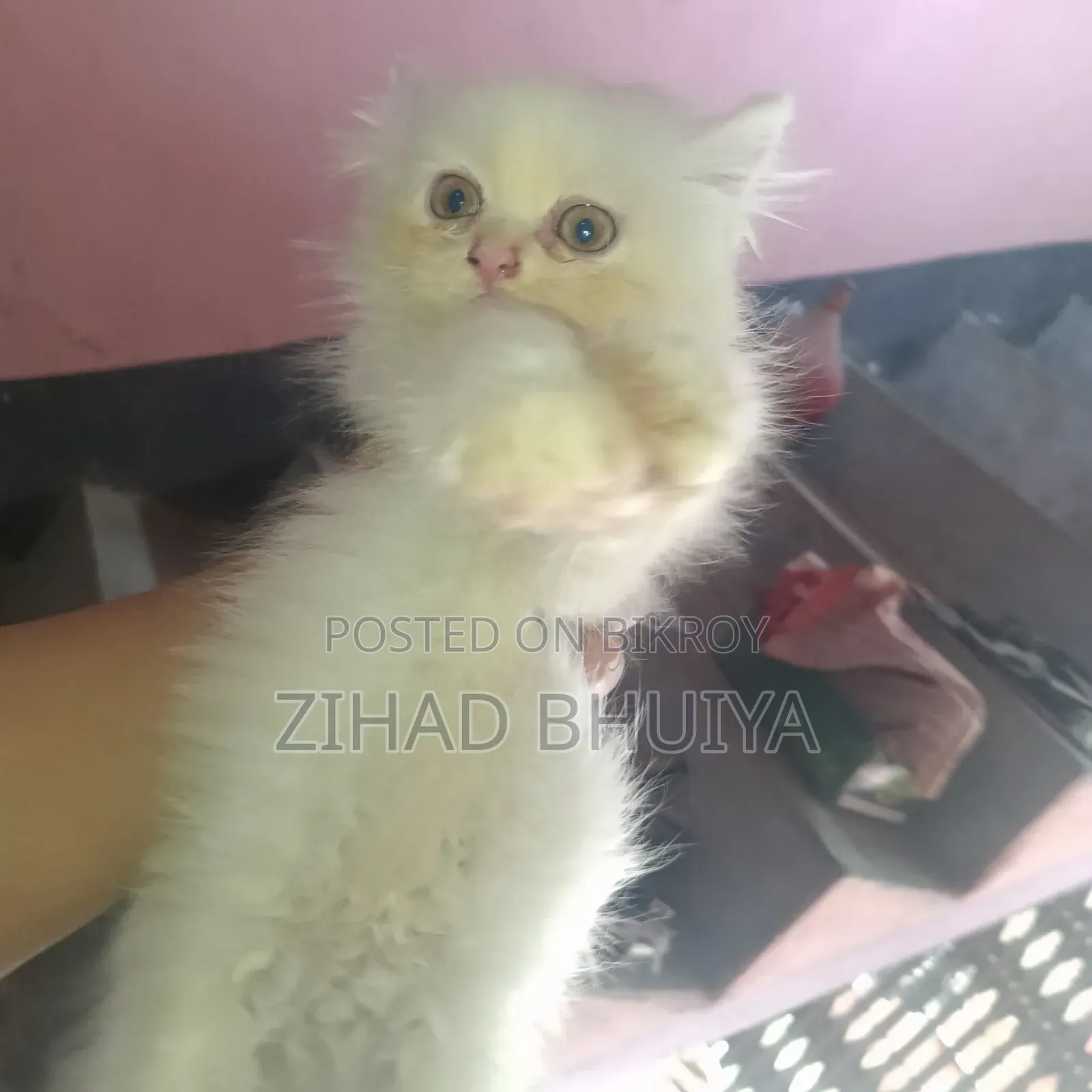 1-3 Months Male Purebred Persian Cat