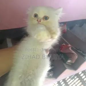 1-3 Months Male Purebred Persian Cat