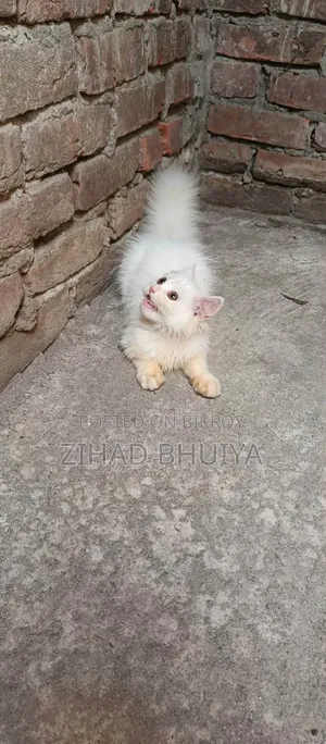 1-3 Months Male Purebred Persian Cat