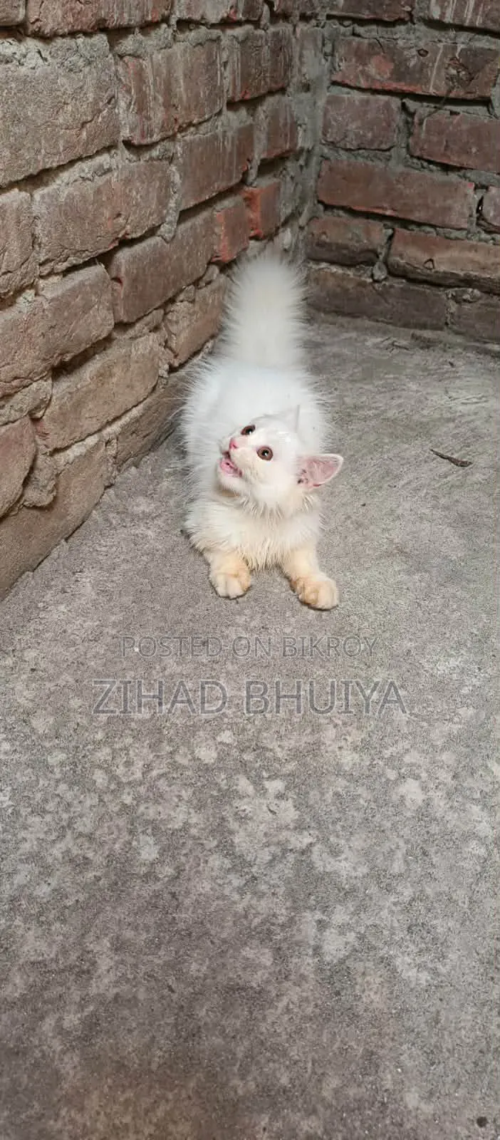 1-3 Months Male Purebred Persian Cat