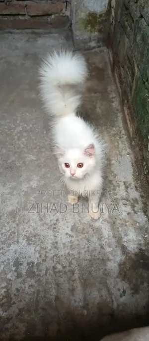 1-3 Months Male Purebred Persian Cat