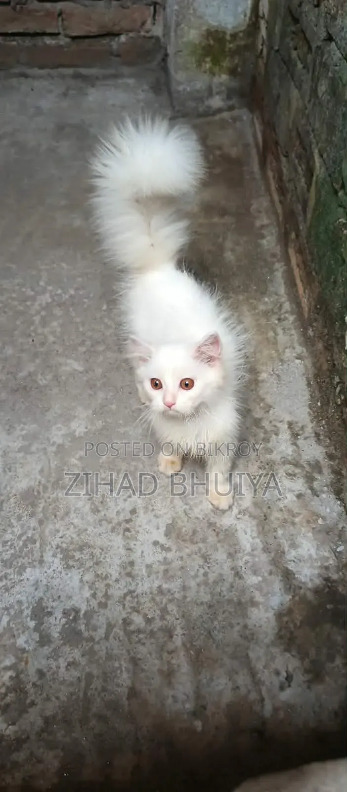 1-3 Months Male Purebred Persian Cat