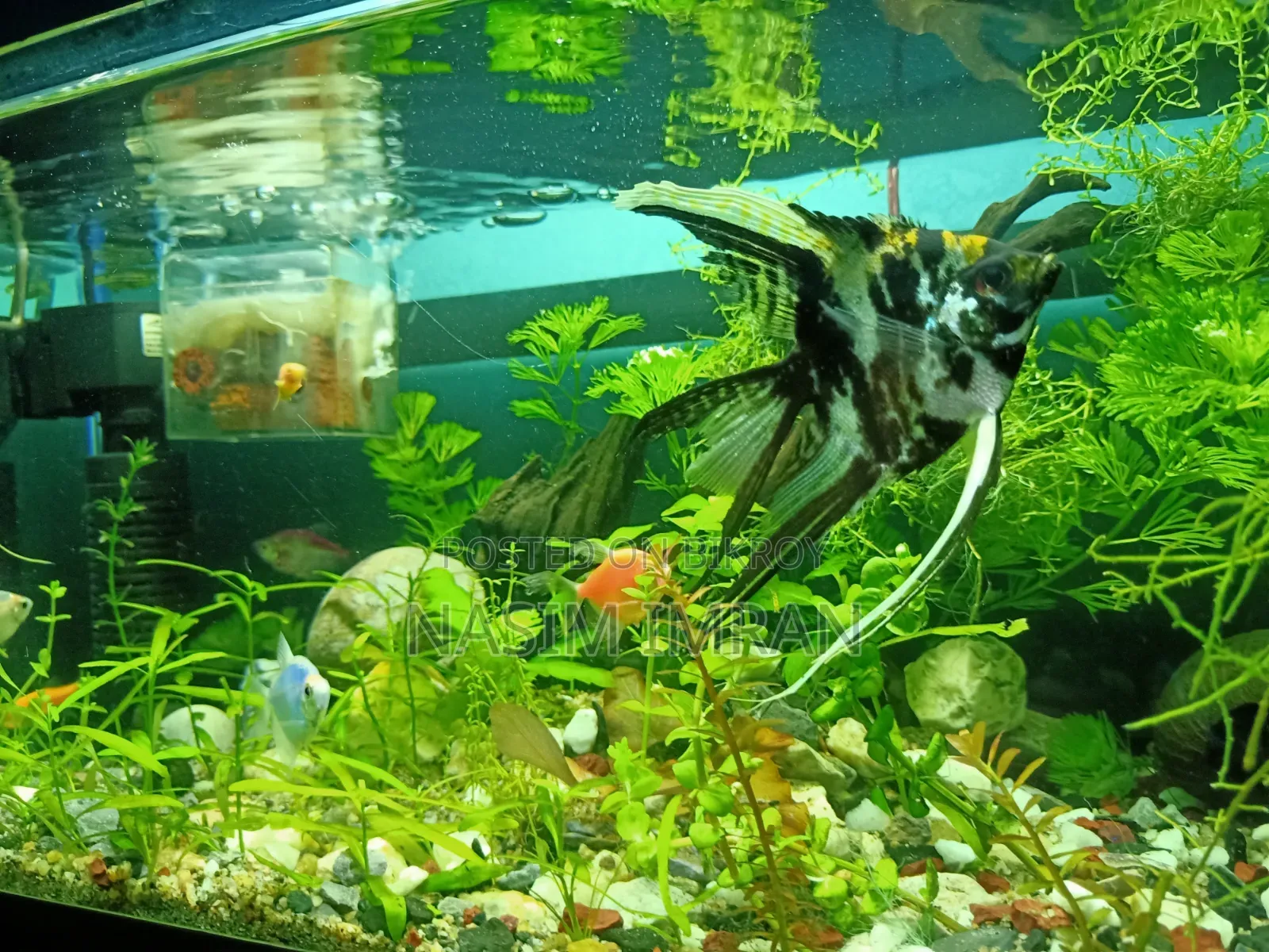 Beautiful planted aquarium full setup for sale (with fish and accessories)