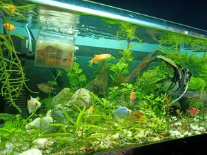 Beautiful planted aquarium full setup for sale (with fish and accessories)