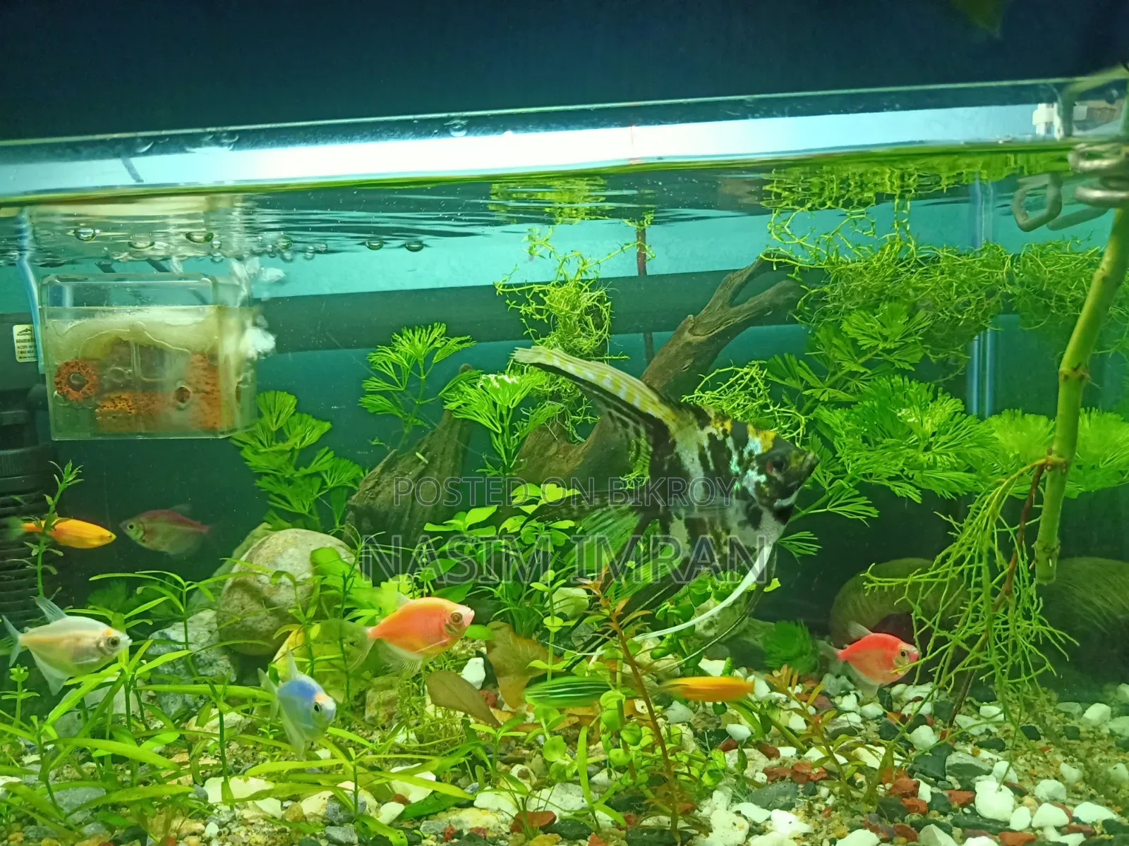 Beautiful planted aquarium full setup for sale (with fish and accessories)
