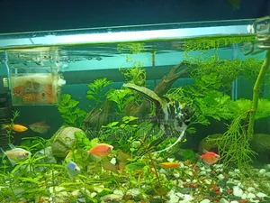 Beautiful planted aquarium full setup for sale (with fish and accessories)