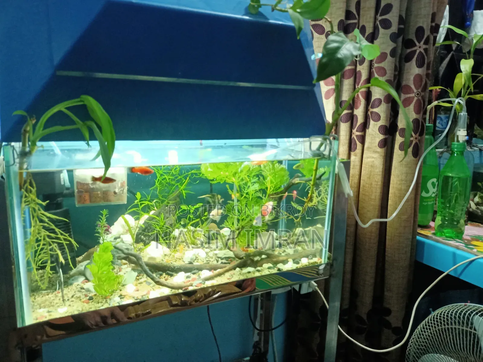 Beautiful planted aquarium full setup for sale (with fish and accessories)