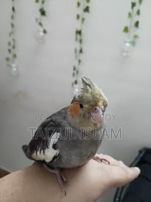 Gray Cockatiel