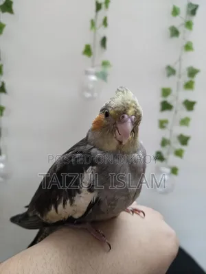 Gray Cockatiel