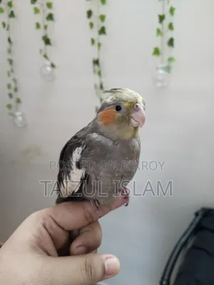 Gray Cockatiel