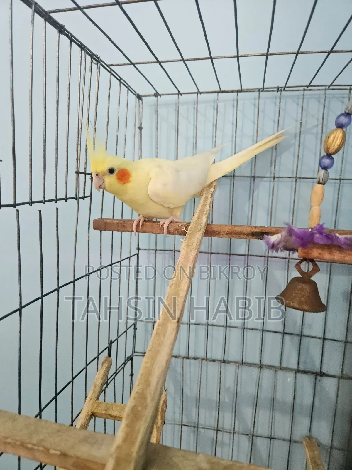 Lutino Cockatiel (ককাটেল)