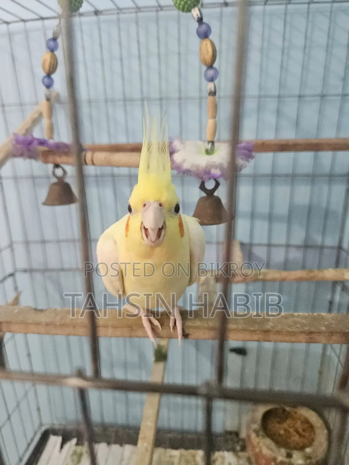 Lutino Cockatiel (ককাটেল)