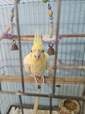 Lutino Cockatiel (ককাটেল)