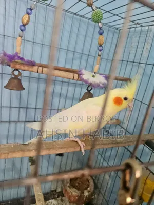 Lutino Cockatiel (ককাটেল)