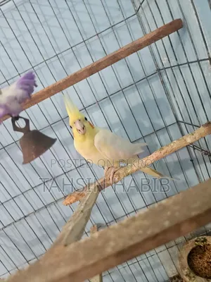 Lutino Cockatiel (ককাটেল)