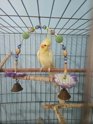 Lutino Cockatiel (ককাটেল)