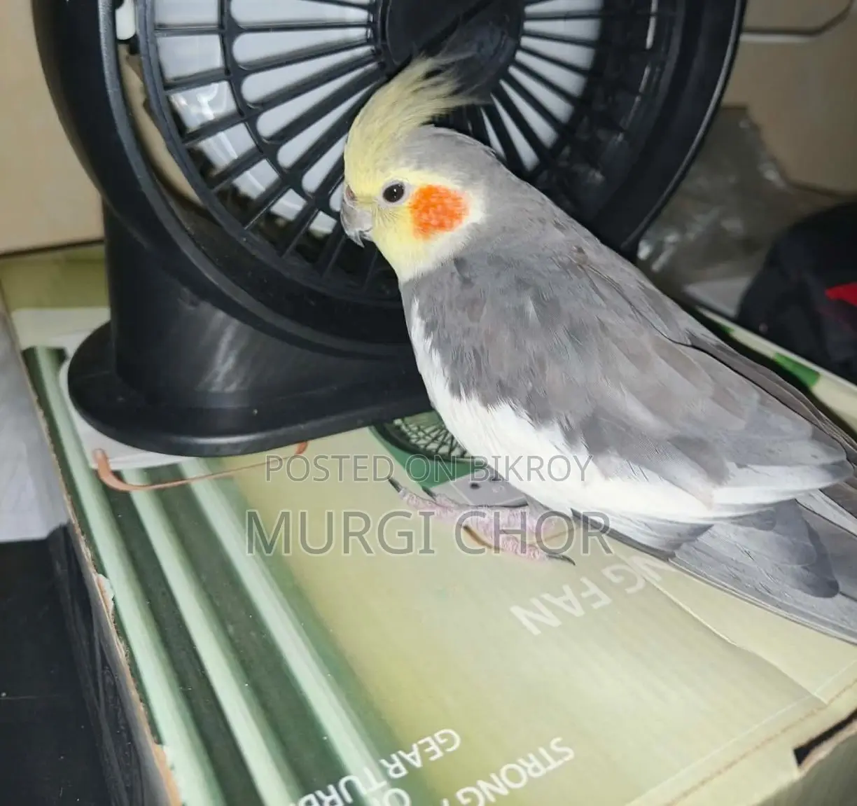 Running Pair Cockatiel
