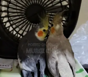 Running Pair Cockatiel