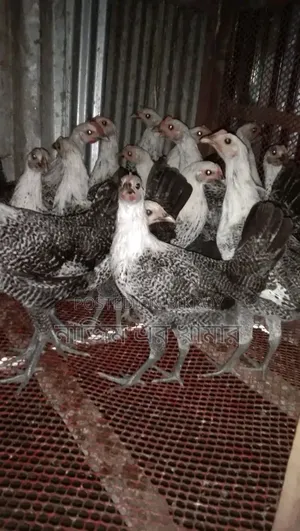 ৩ মাসের ফাওমি মুরগি বিক্রয় হবে