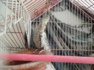 বিক্রি হবে ২টা সুন্দর ককটিয়েল পাখি + খাঁচা সহ