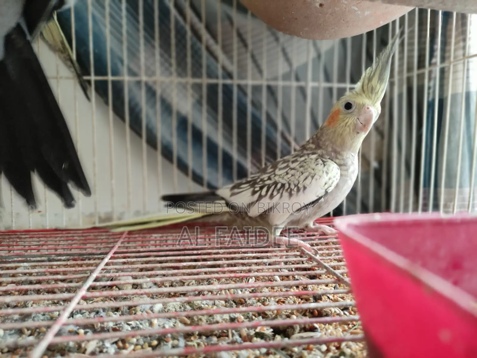 বিক্রি হবে ২টা সুন্দর ককটিয়েল পাখি + খাঁচা সহ