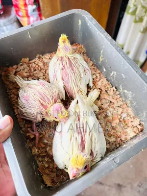লুটিনো ককাটেল