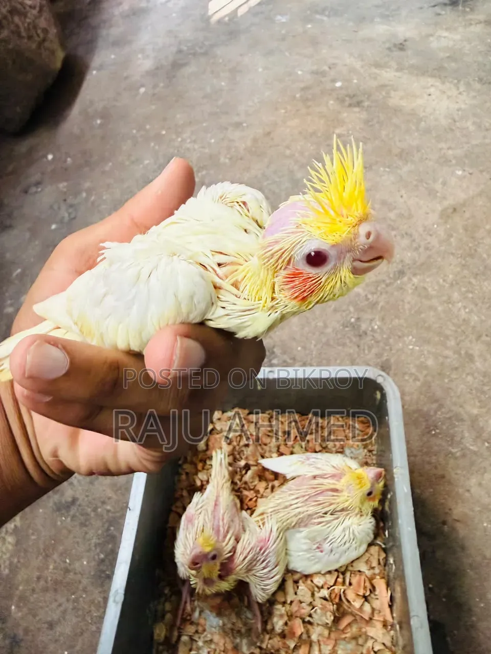 লুটিনো ককাটেল