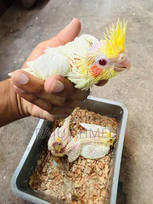 লুটিনো ককাটেল