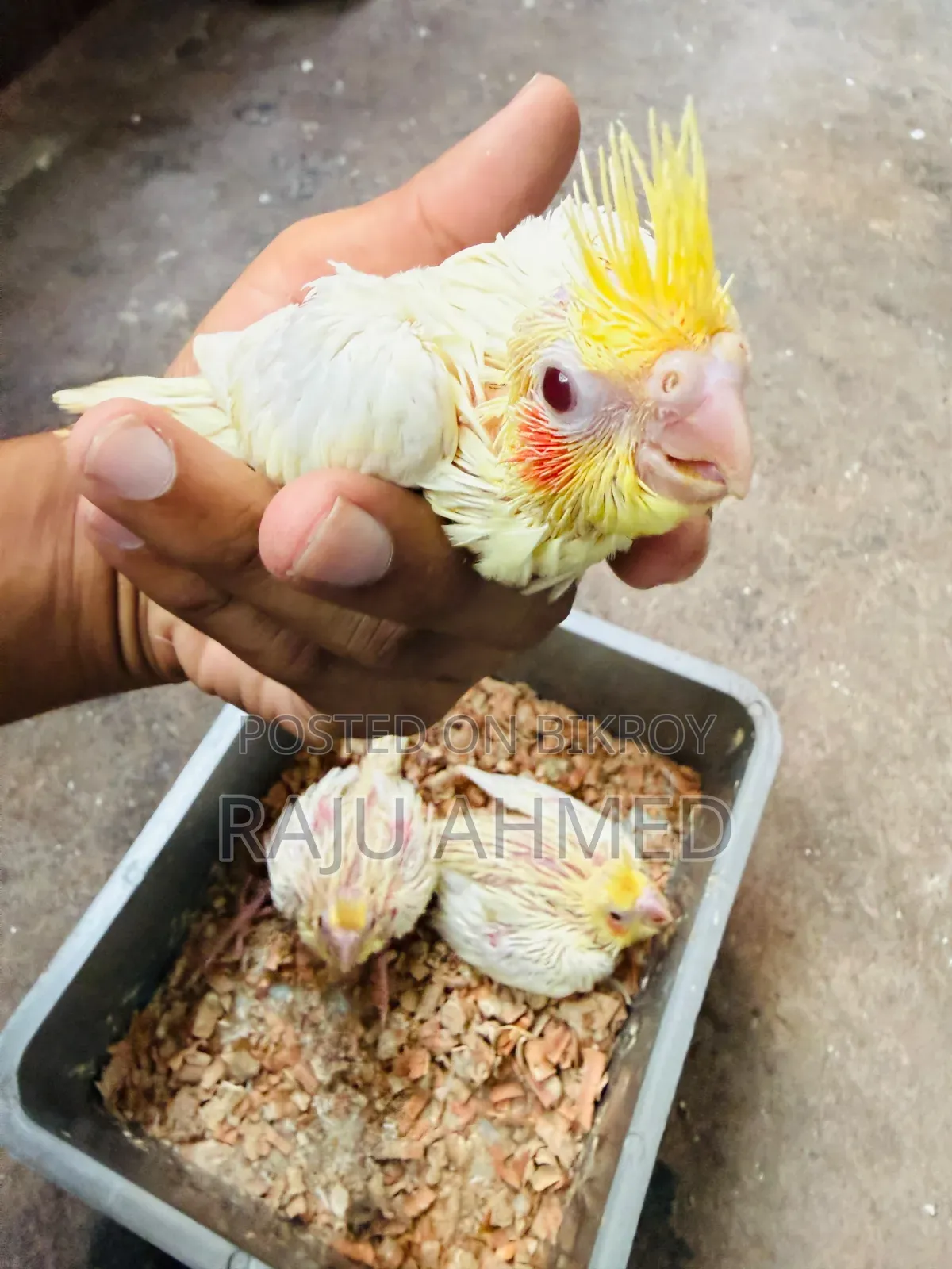 লুটিনো ককাটেল
