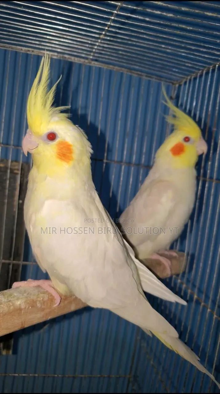 Running Lutino Cockatiel