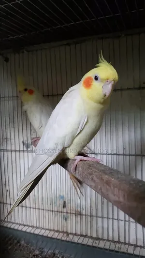Running Lutino Cockatiel