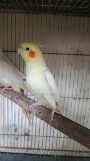 Running Lutino Cockatiel