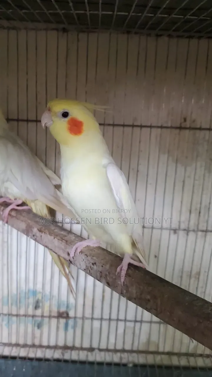 Running Lutino Cockatiel