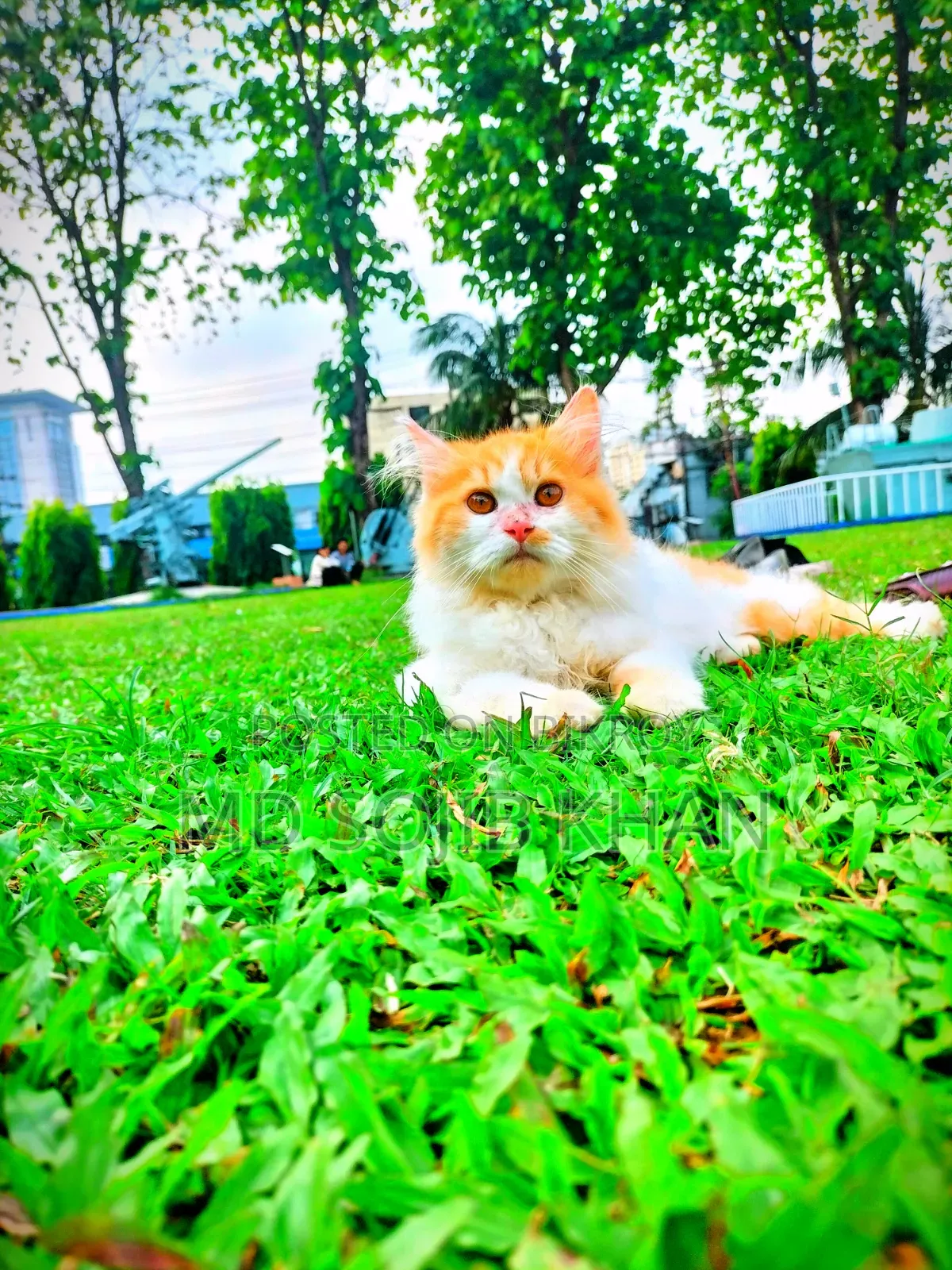 6-12 months Female Purebred Persian