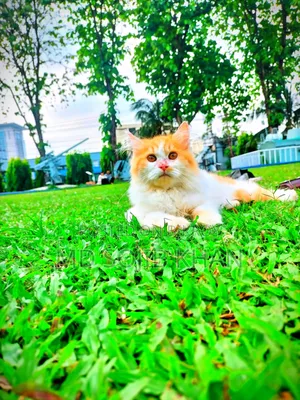 6-12 months Female Purebred Persian