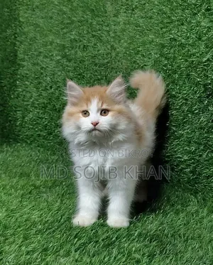 6-12 months Female Purebred Persian