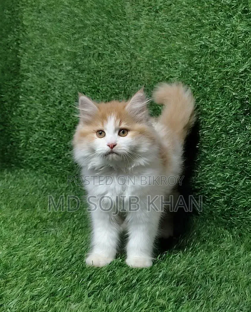 6-12 months Female Purebred Persian