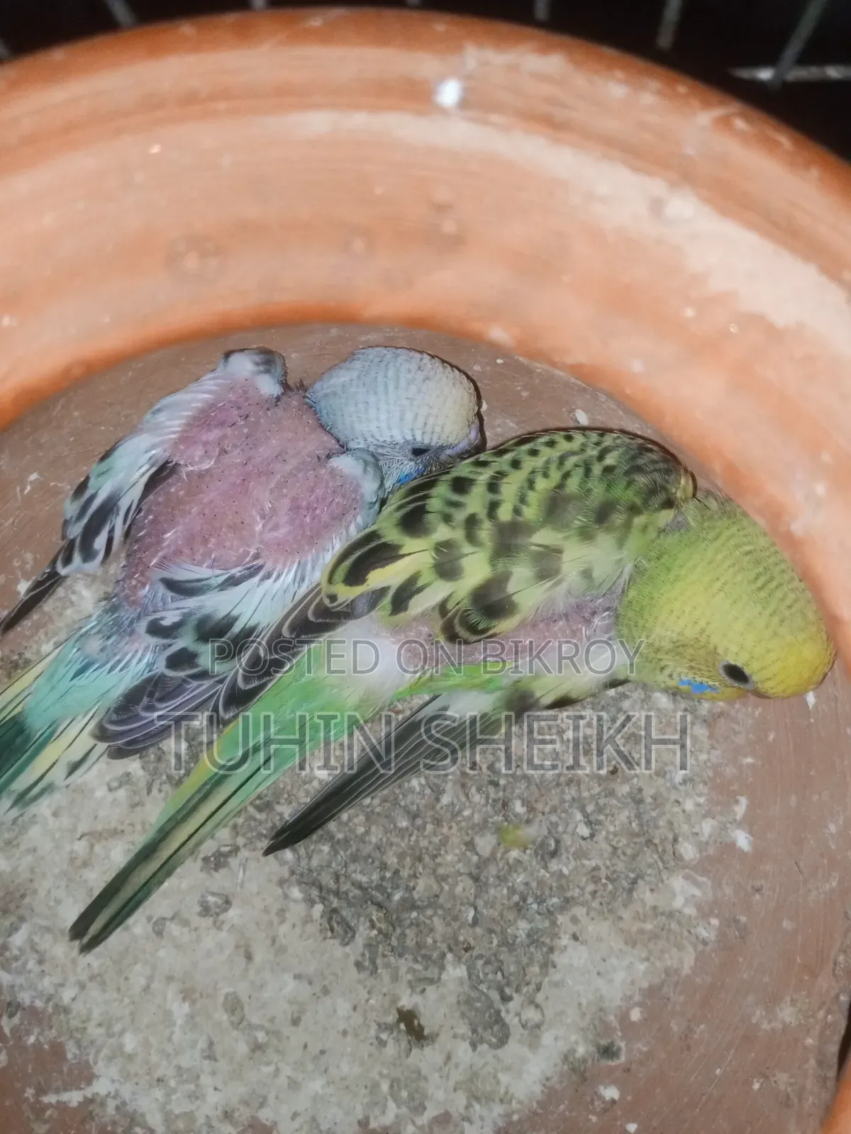 2 টা বাচ্চা বিক্রি হবে