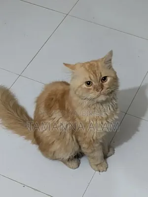 ১+ বছরের পুরুষ খাঁটি পার্সিয়ান বিড়াল