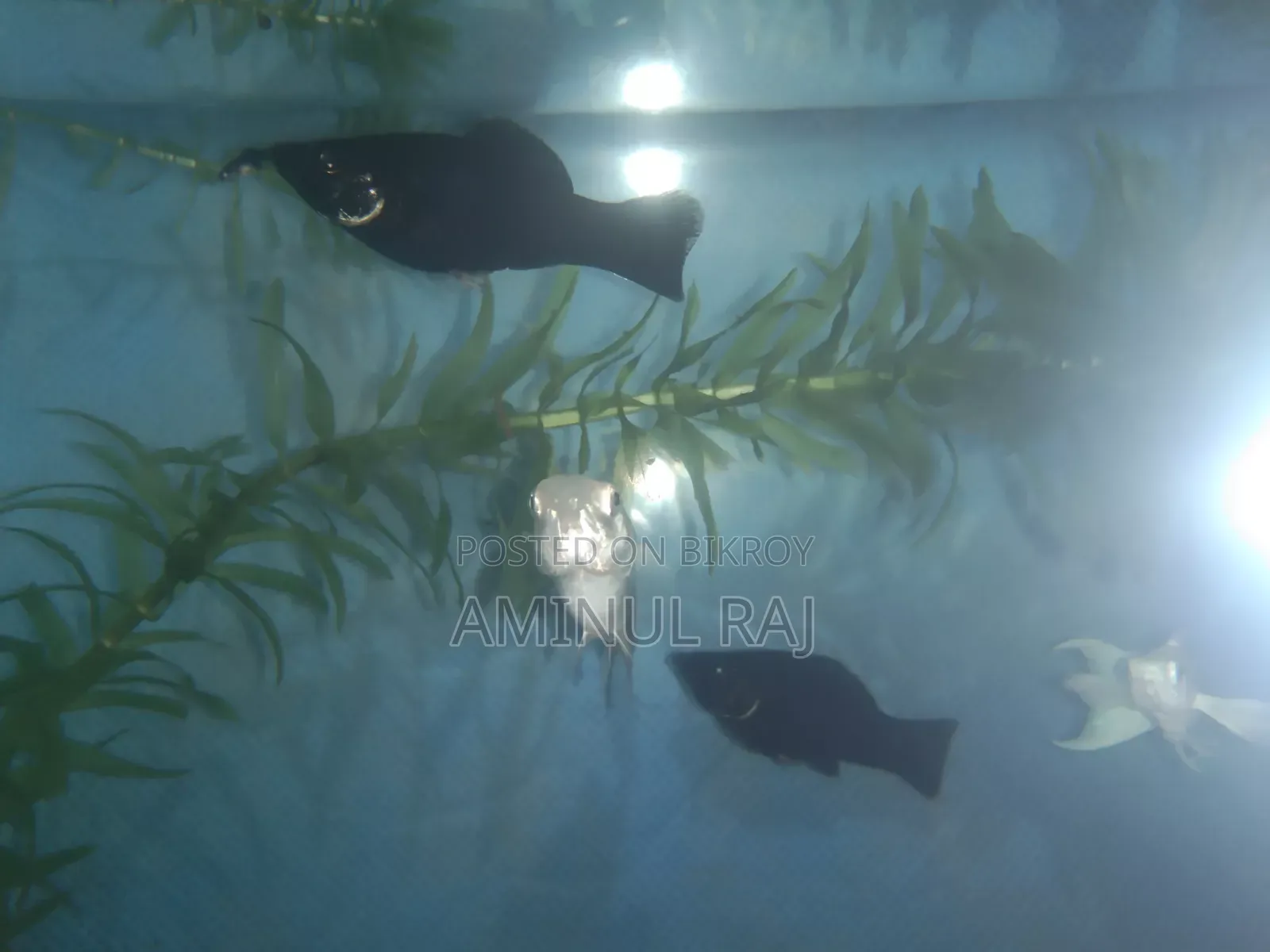 Black Molly Fish