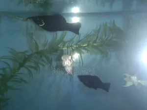Black Molly Fish