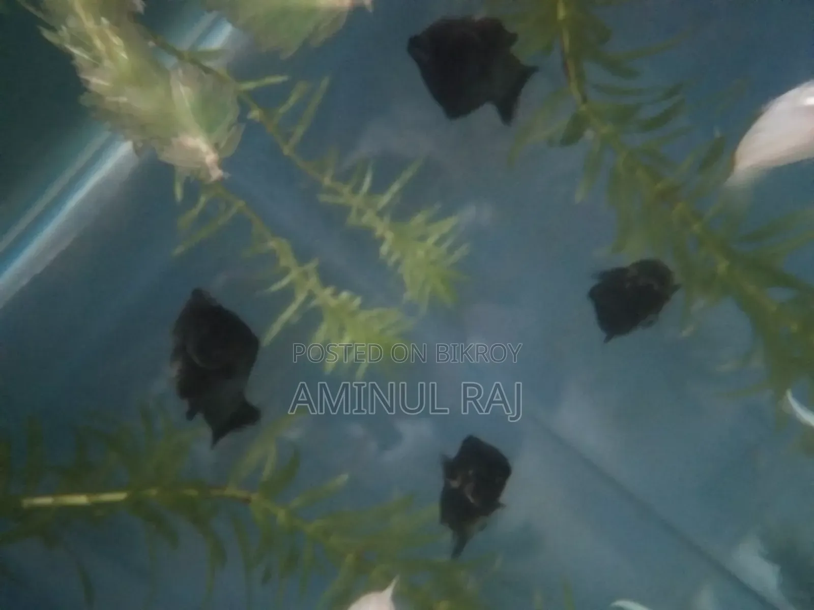 Black Molly Fish