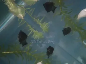 Black Molly Fish