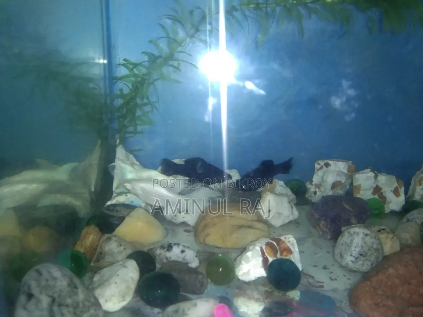 Black Molly Fish