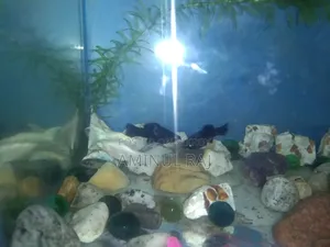 Black Molly Fish