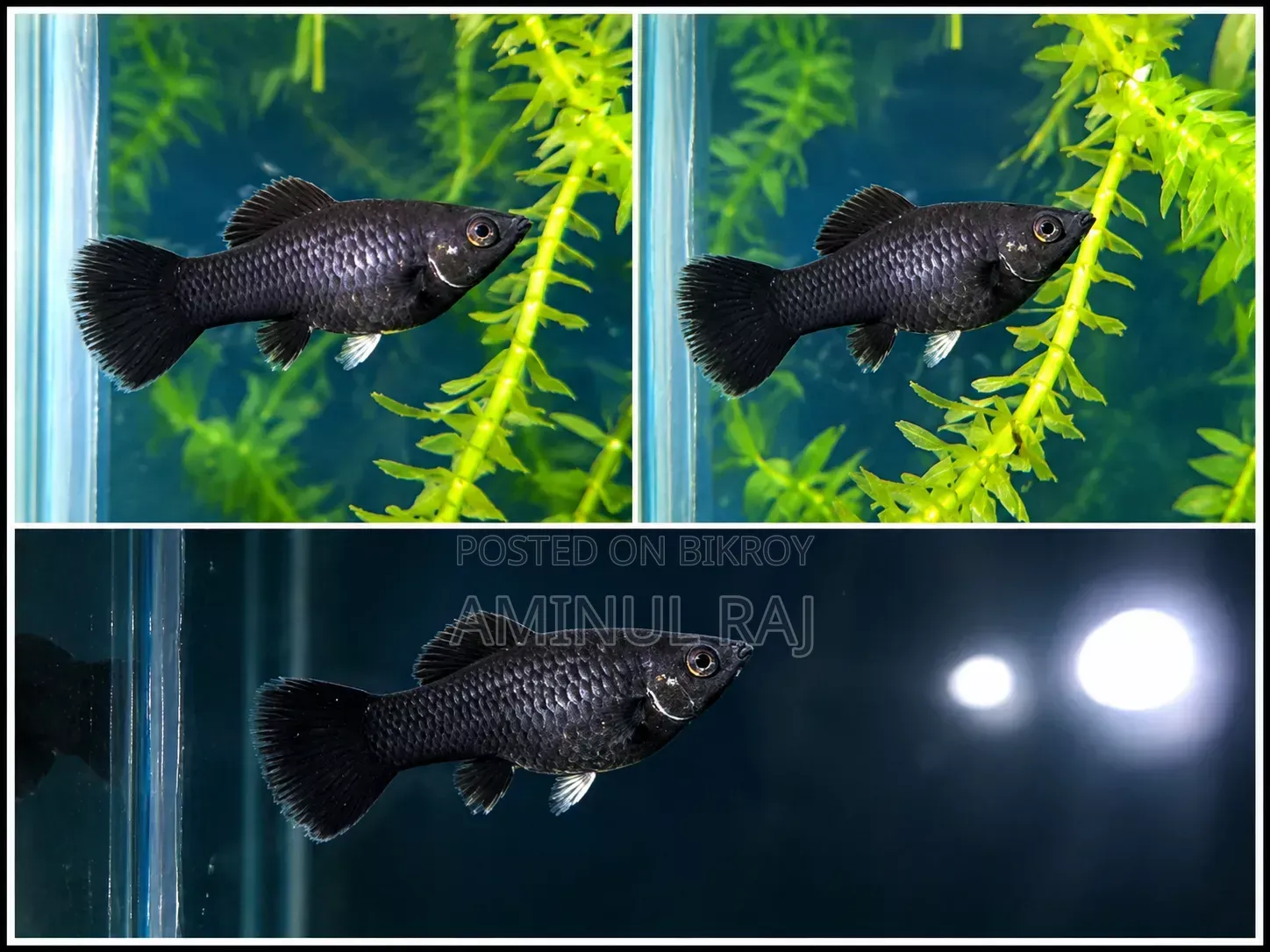 Black Molly Fish