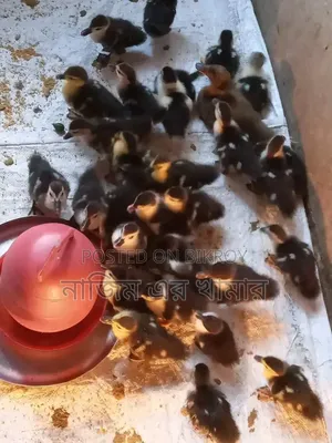 China Ducklings for Sale