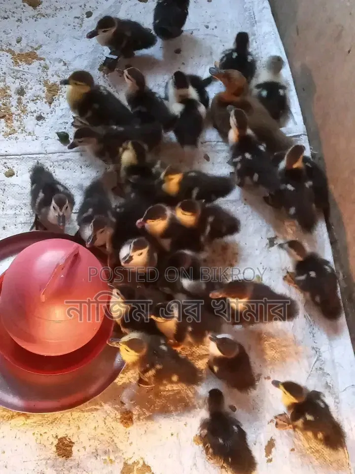 China Ducklings for Sale