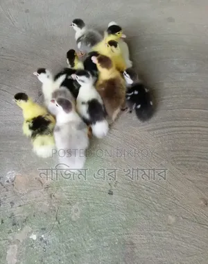 China Ducklings for Sale